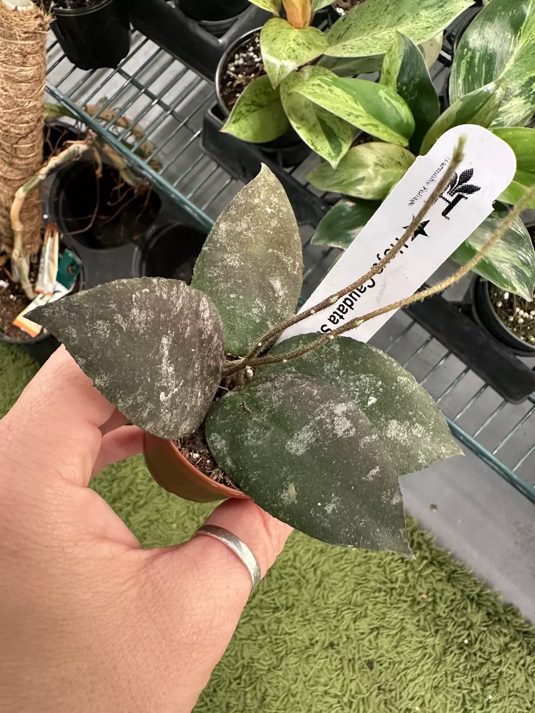 Hoya Caudata 2” pot thumbnail