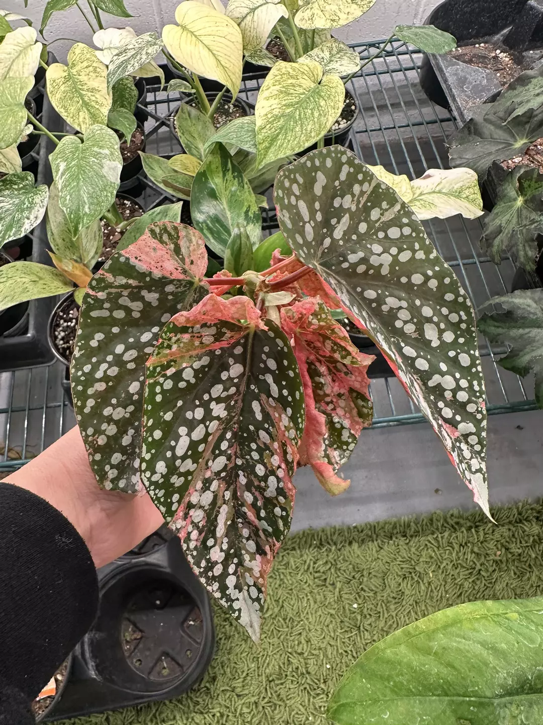 Begonia Snowcap pink variegated 3” pot thumbnail
