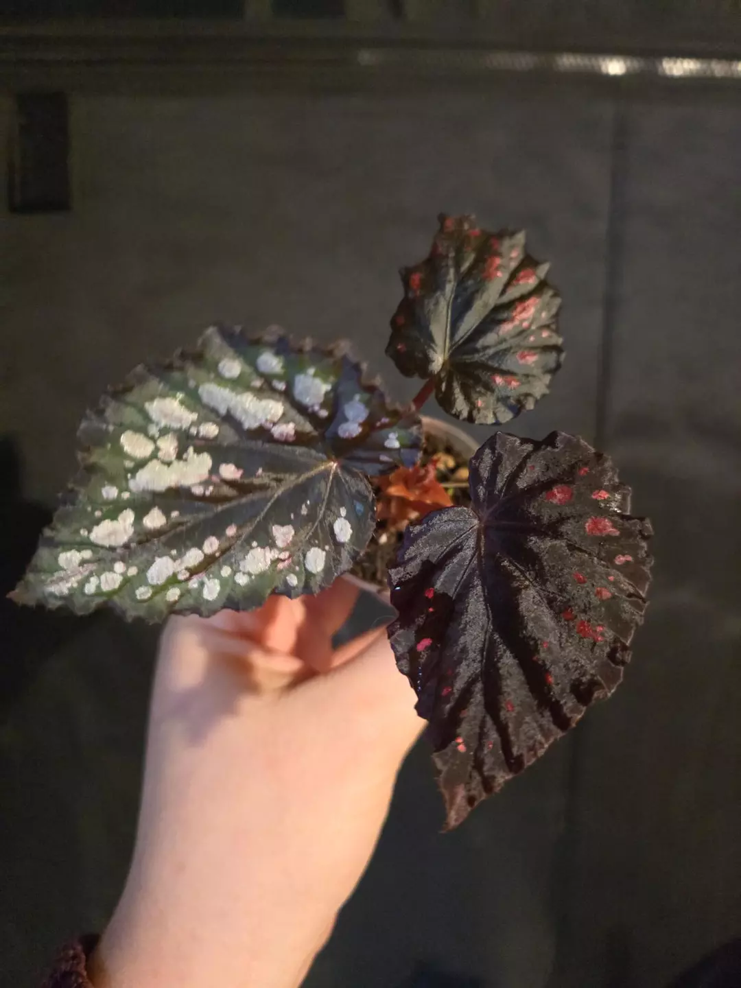 Begonia Etna with tons of new growth thumbnail