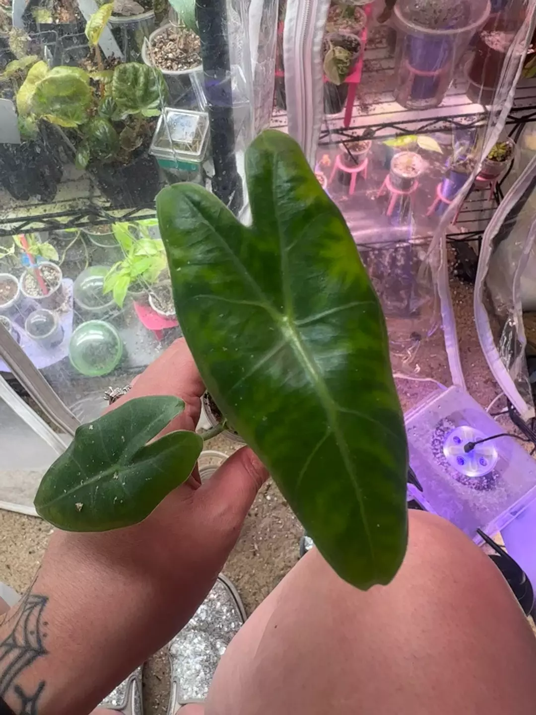 Longiloba Gold Var teen thumbnail