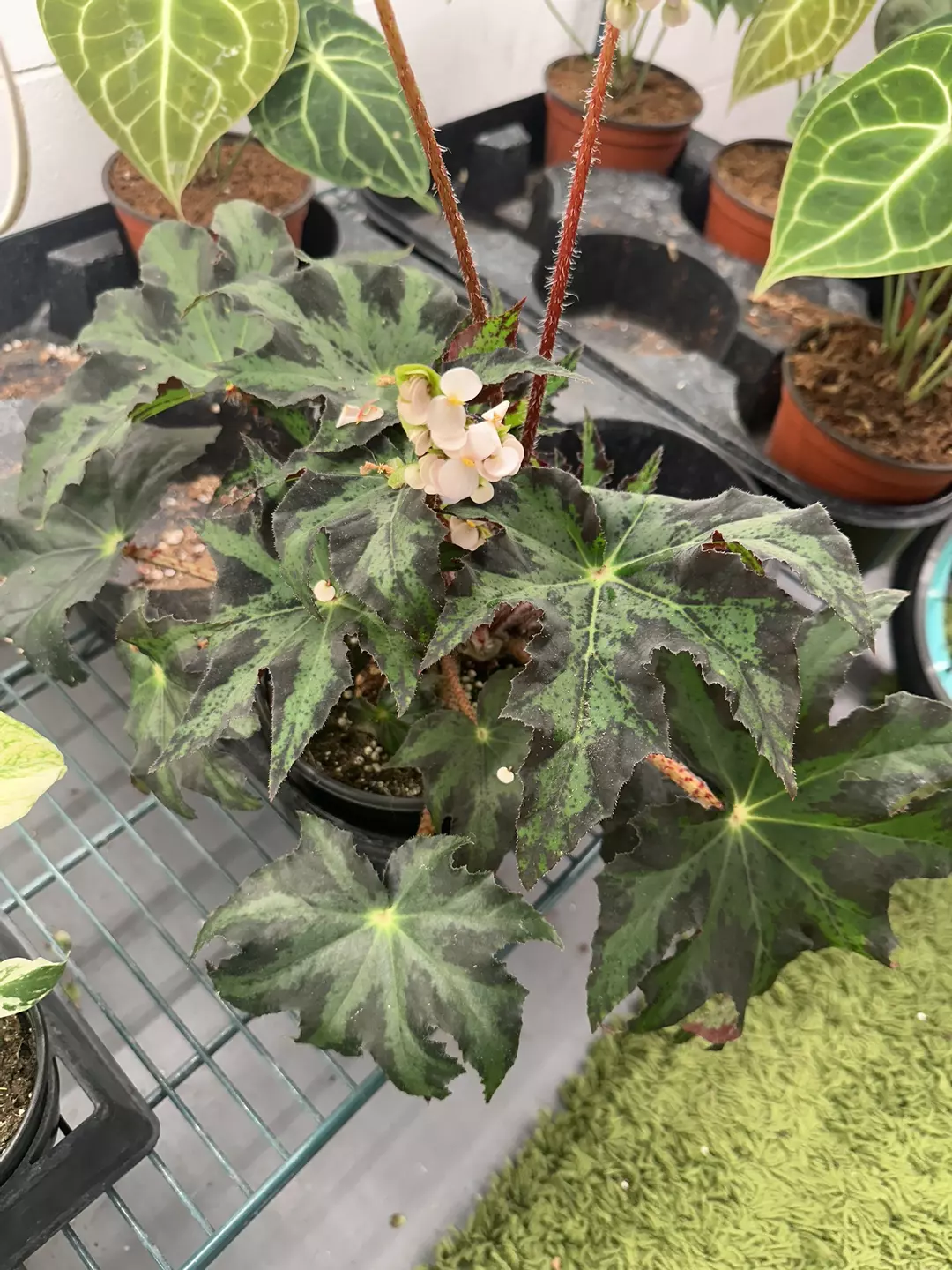 Begonia bonsai stick 6” pot thumbnail