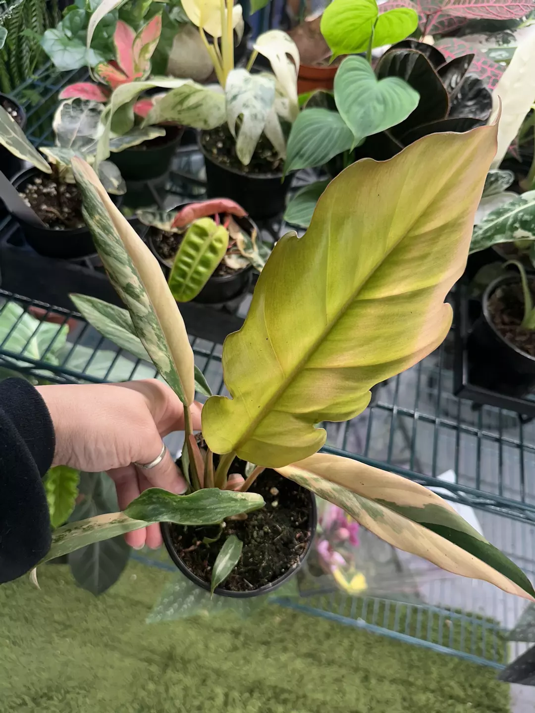 Philodendron caramel marble 4” pot exact plant  thumbnail