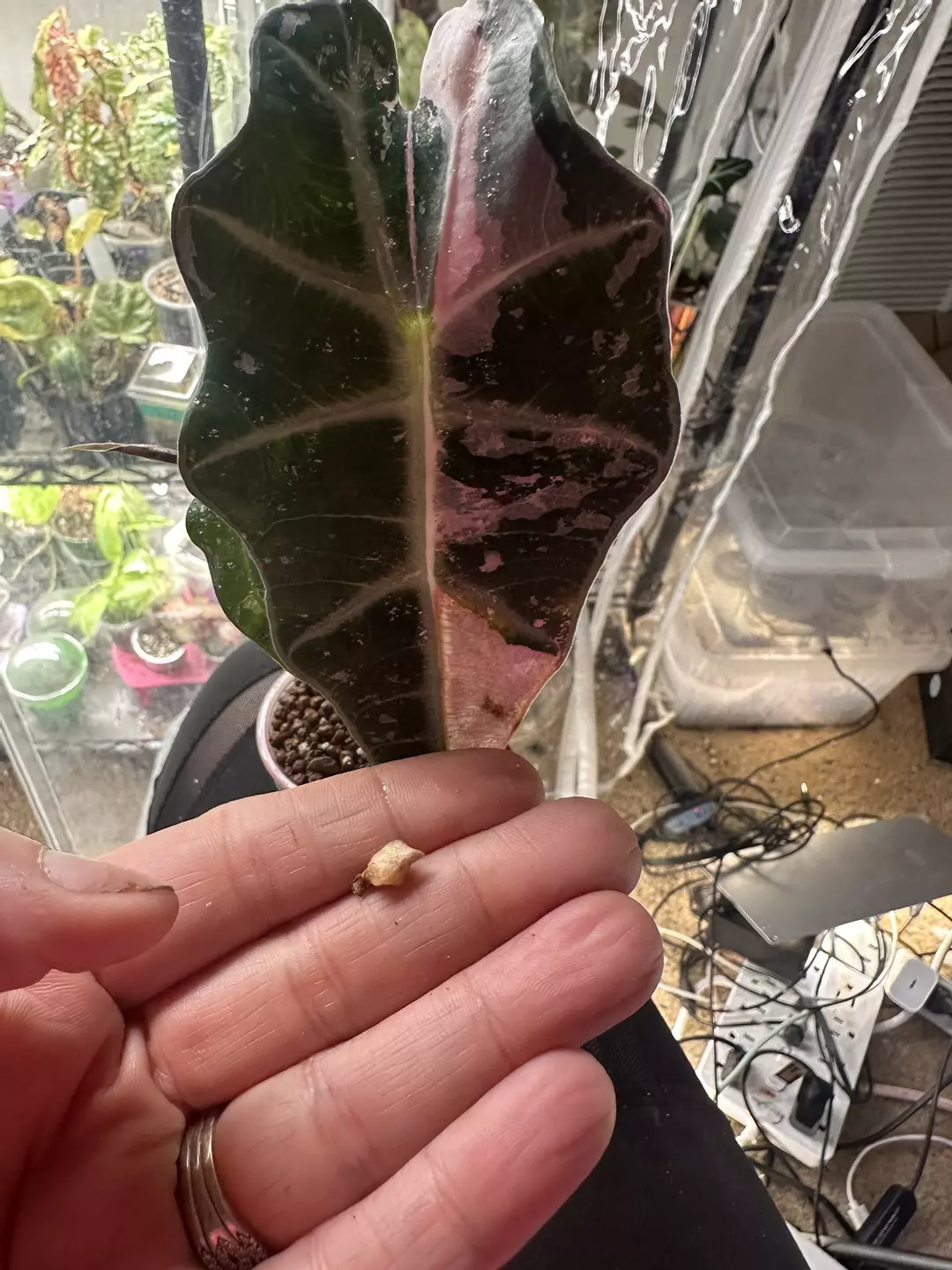 Pink Amazonica Corm thumbnail