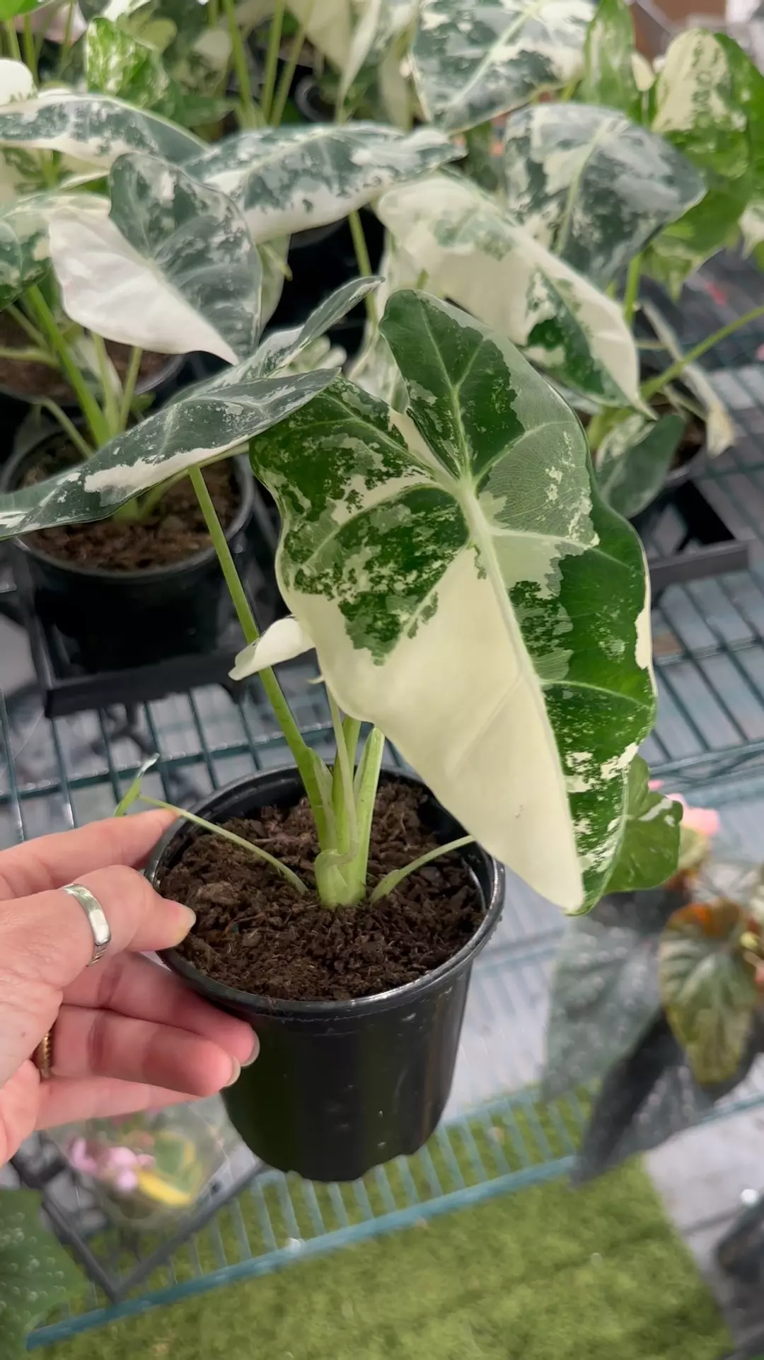 Alocasia Frydek variegated 4” pot thumbnail