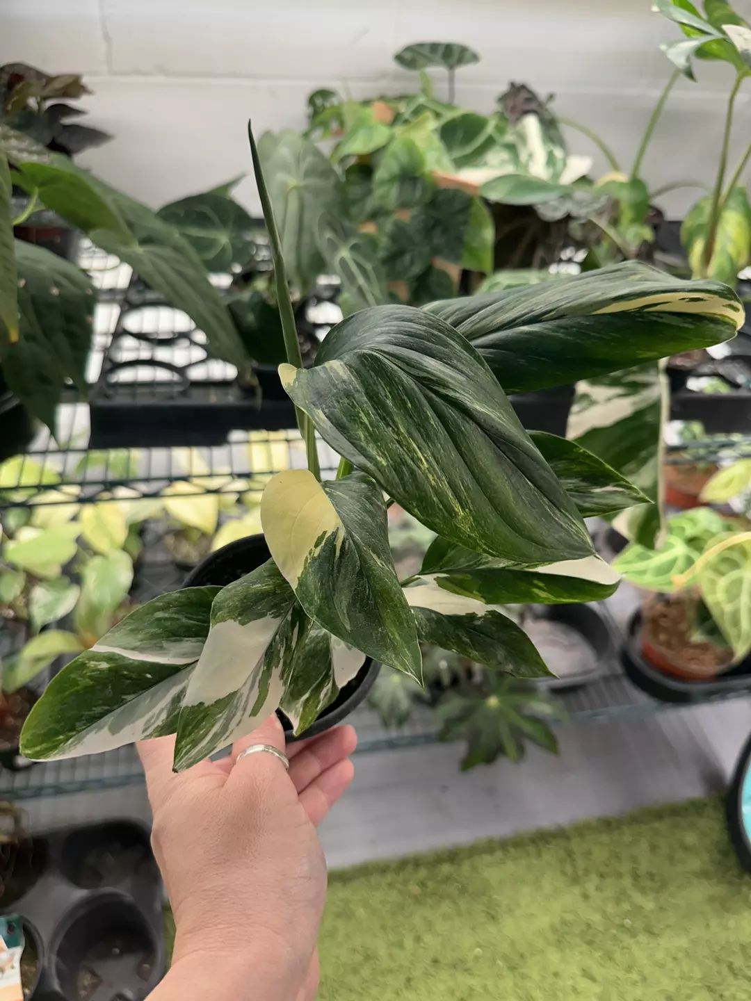 Monstera lechleriana variegated 4” pot  thumbnail