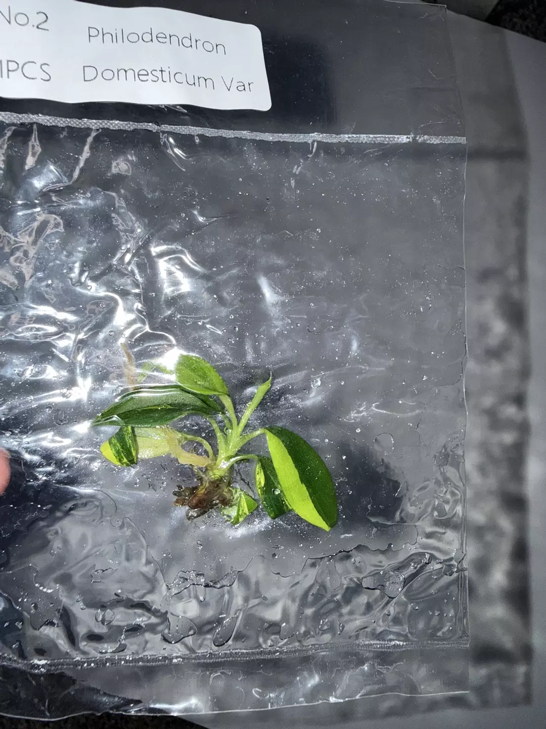 Philodendron Domesticum variegated thumbnail