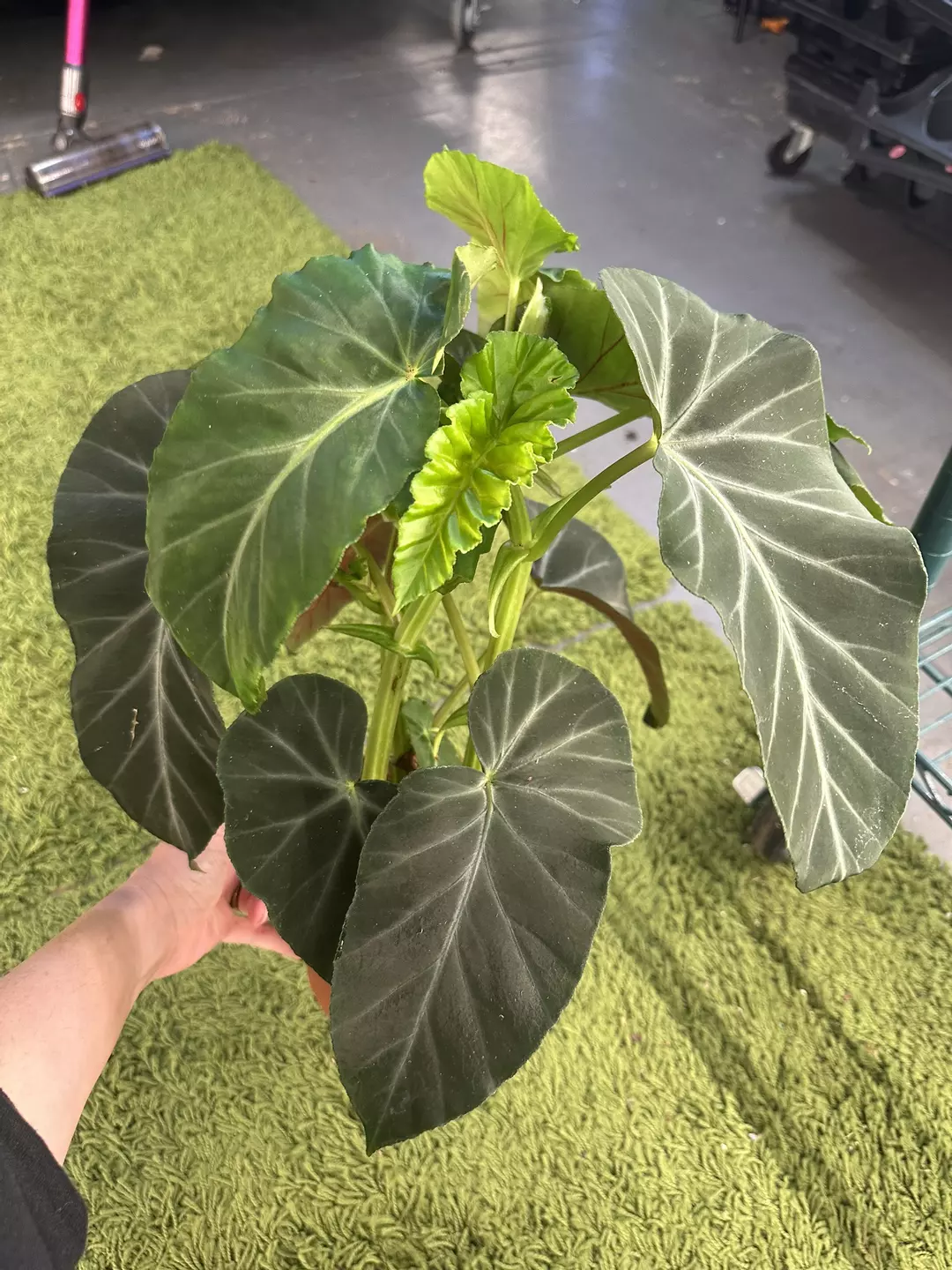 Angel wing begonia angularis 6” pot XL thumbnail