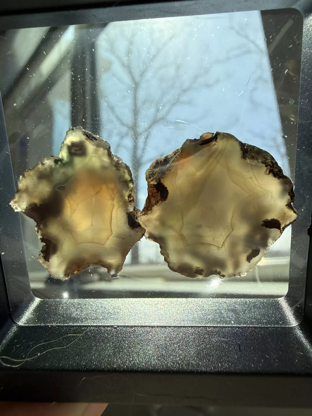 Cut agate pair - unpolished thumbnail