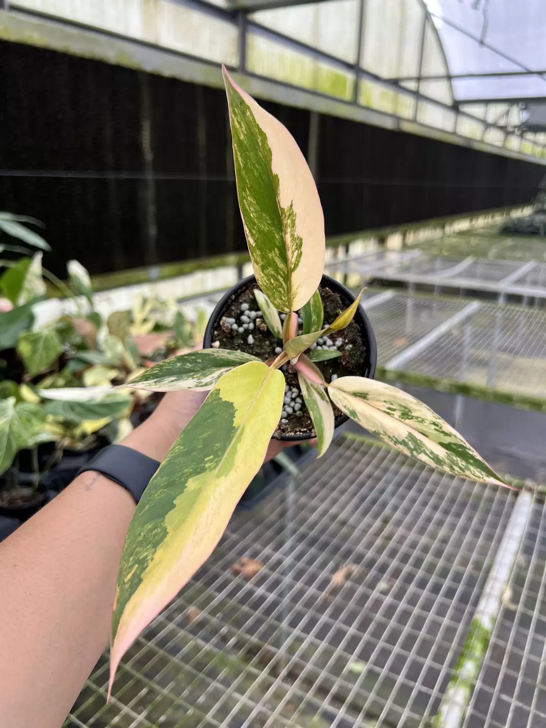 4” Philodendron Caramel Marble D - Exact Plant🌱 thumbnail