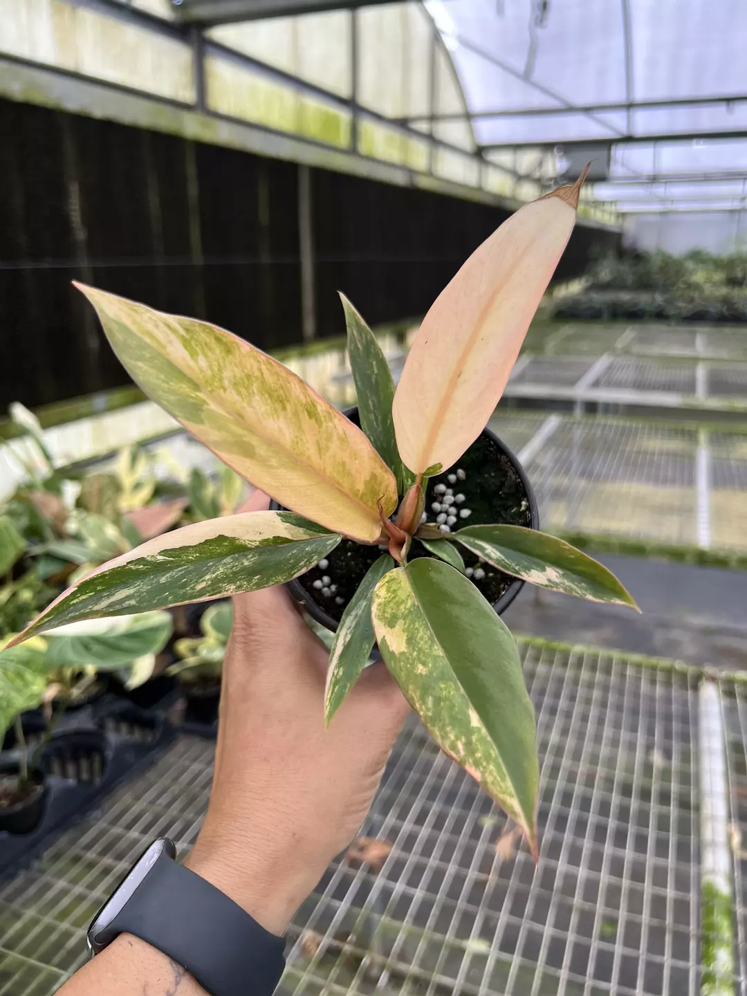 4” Philodendron Caramel Marble A - Exact Plant🌱 thumbnail