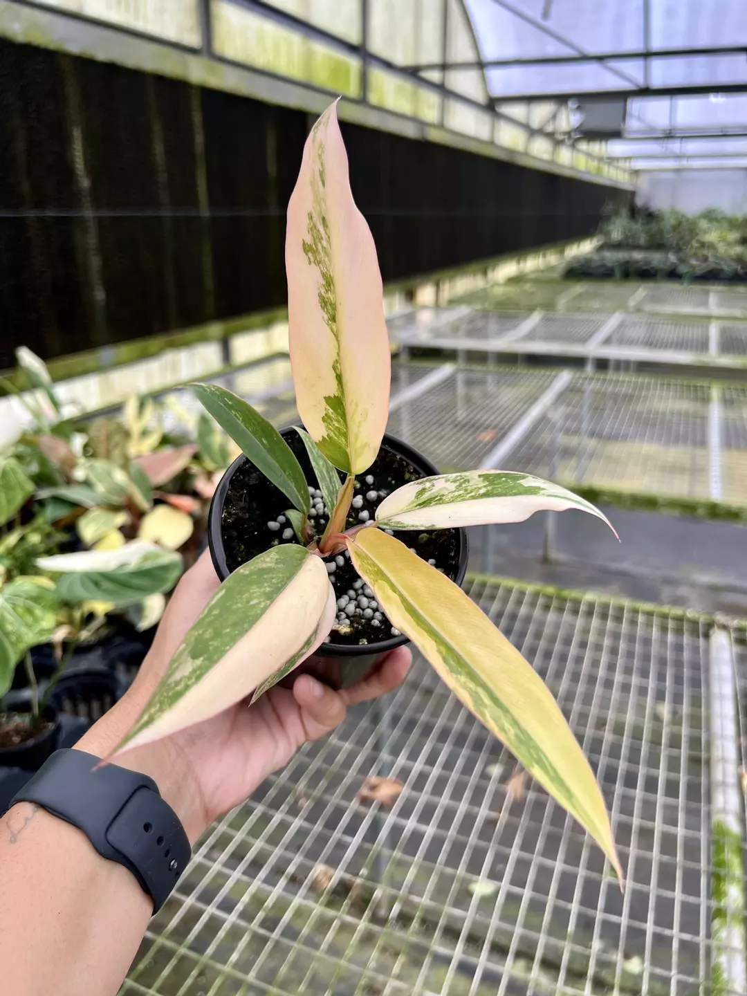 4” Philodendron Caramel Marble E - Exact Plant🌱 thumbnail