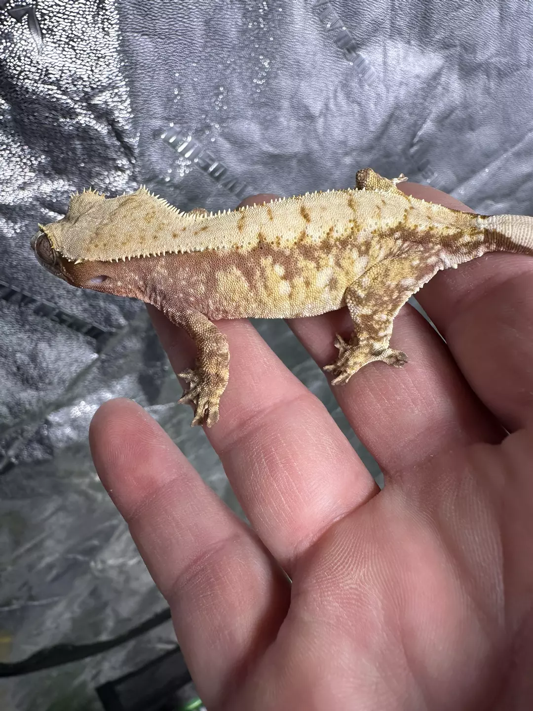 Red extreme Harly snowflake female around 10g thumbnail