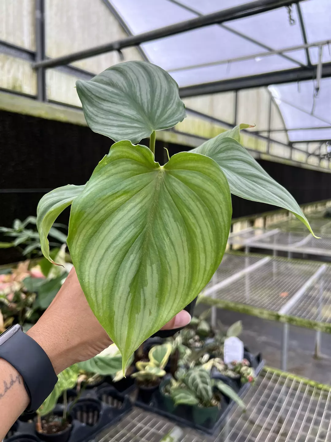 4” Philodendron Hybrid Plowmanii x Pastazanum - Grower’s Choice💚 thumbnail