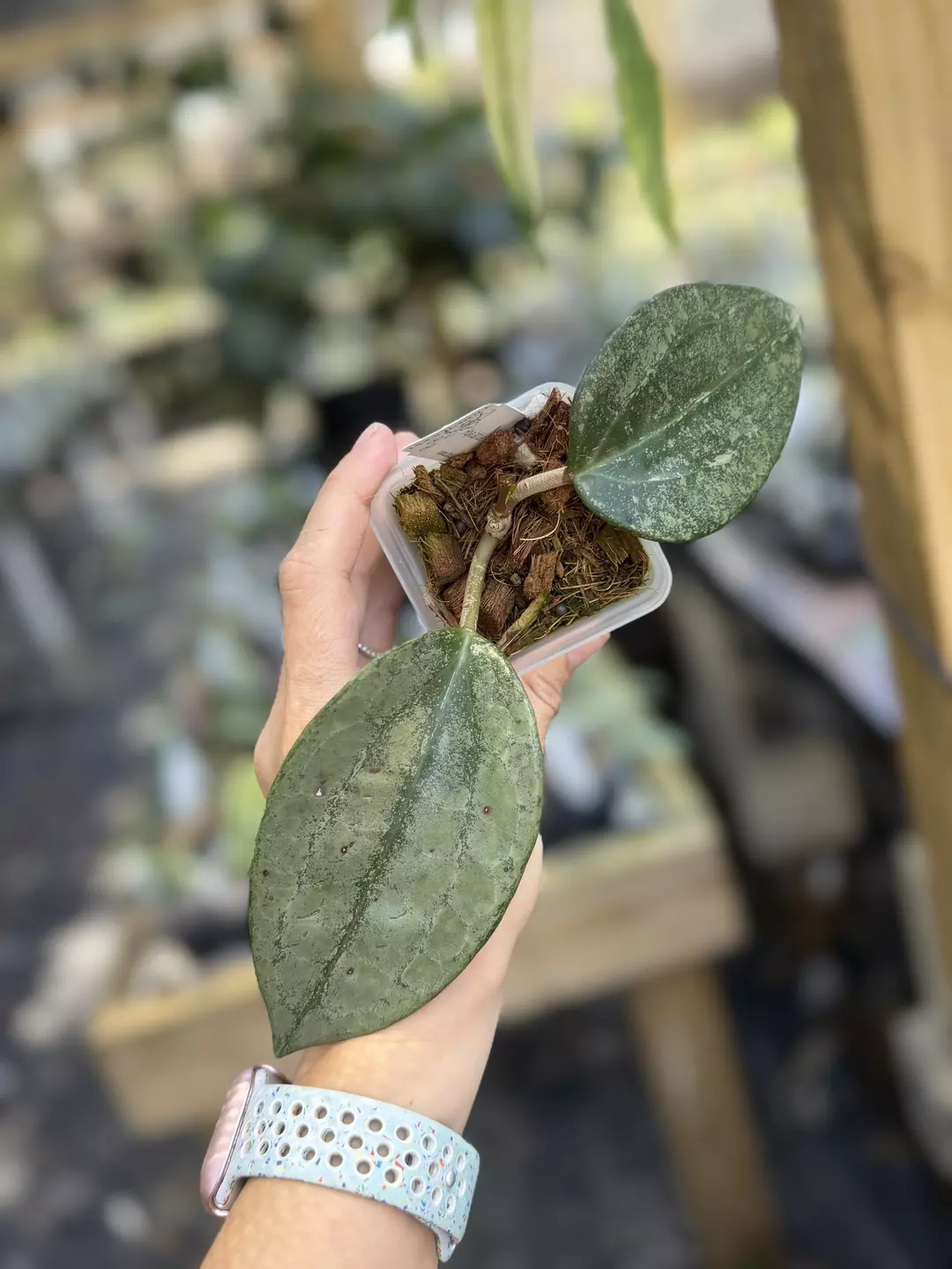 Hoya latifolia rimba perak thumbnail