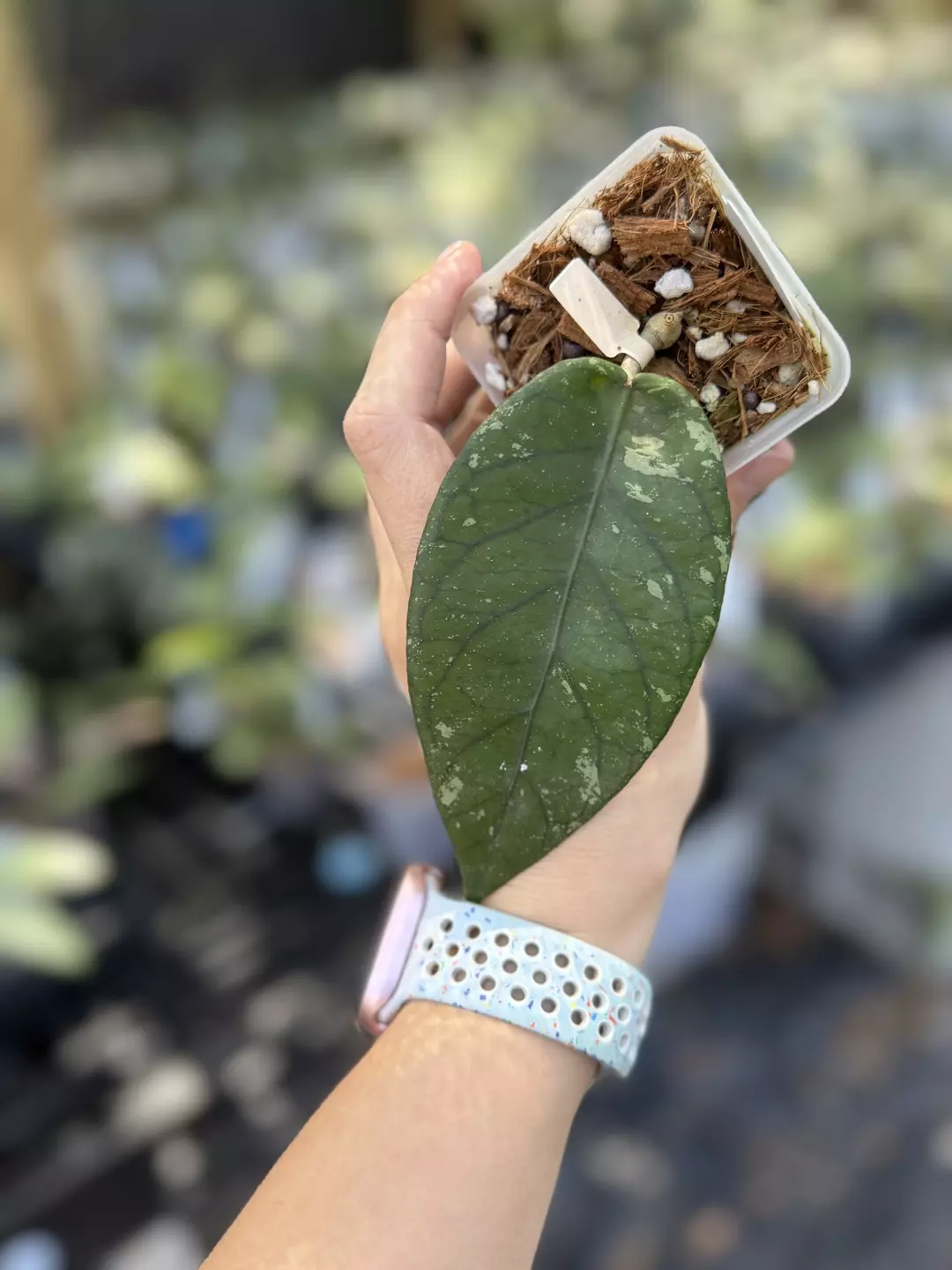 Hoya sp. Gumpang AA004 thumbnail