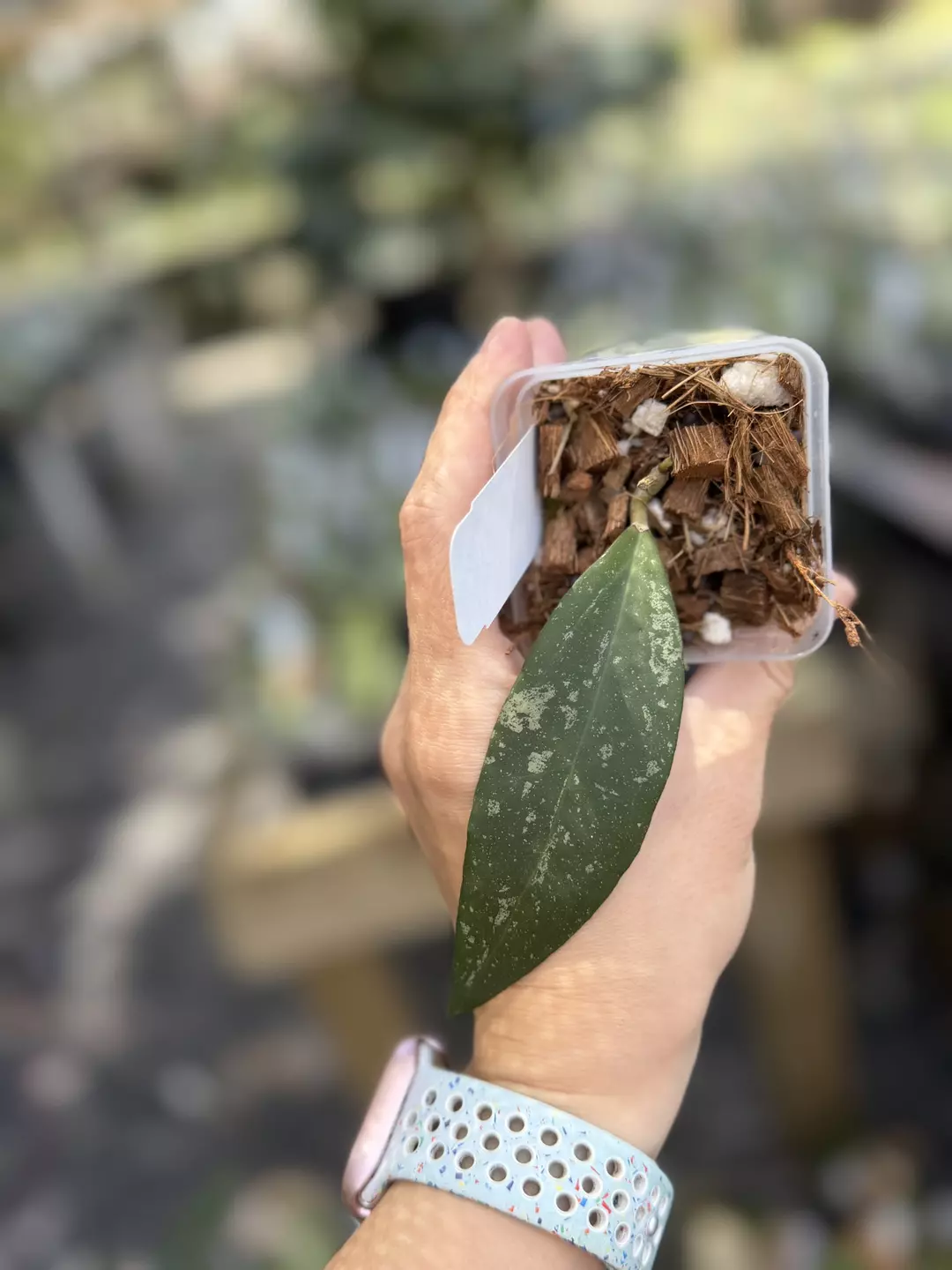 Hoya cv Hugo thumbnail