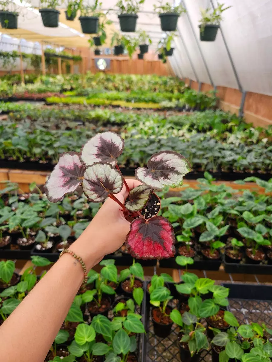 2in Begonia Red kiss thumbnail