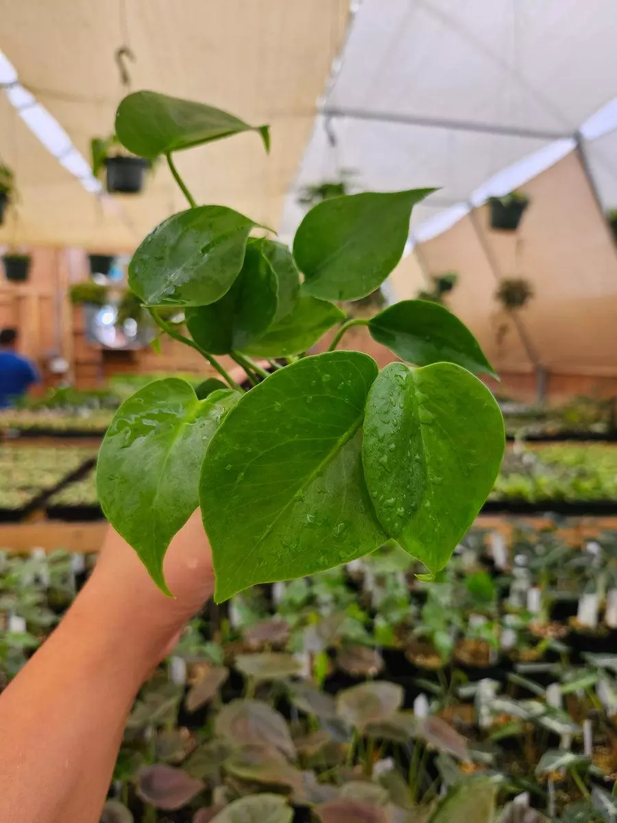 3in Monstera Deliciosa thumbnail