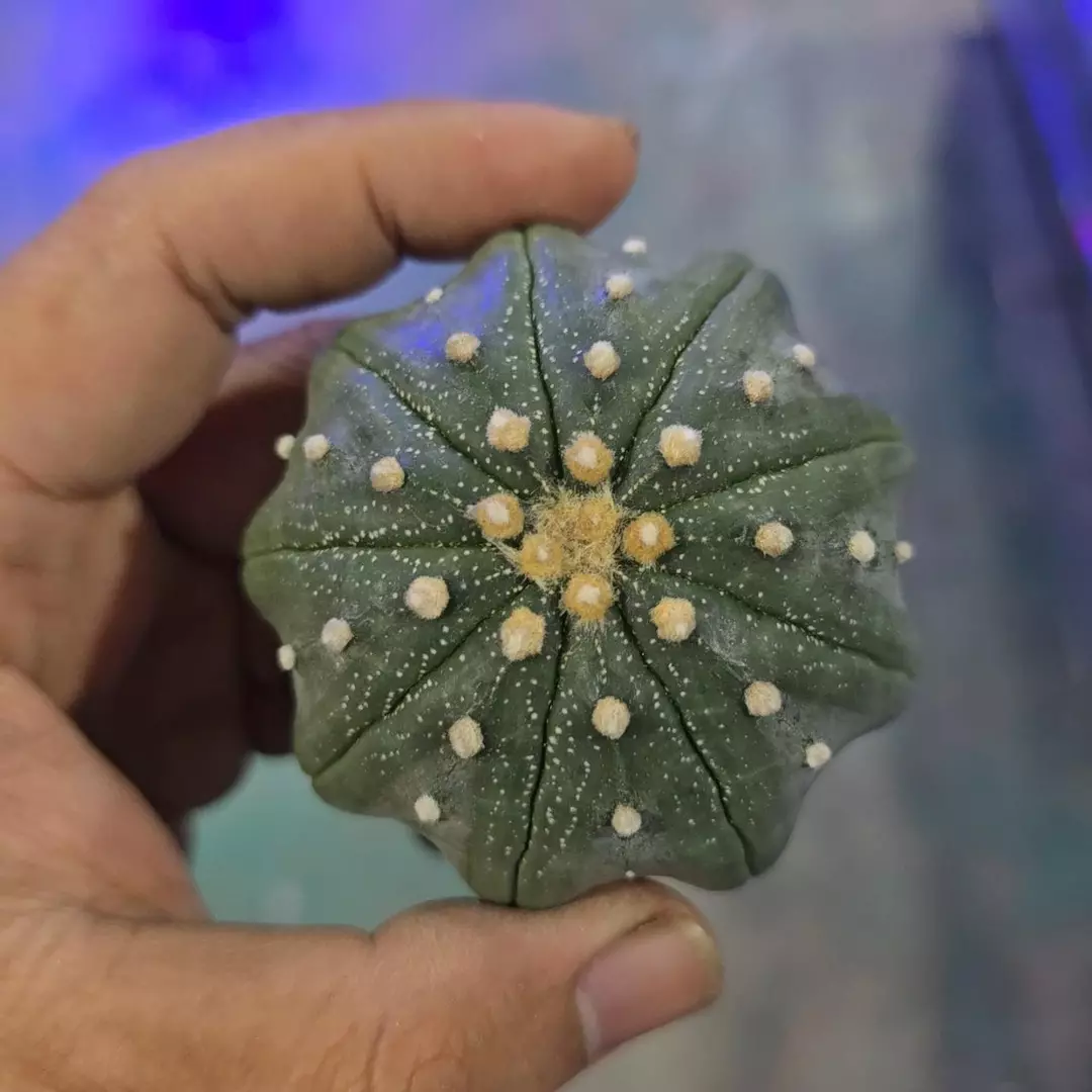 Astrophytum Yamamoto 2 to2.5 in plant FRESHLY IMPORTED  thumbnail