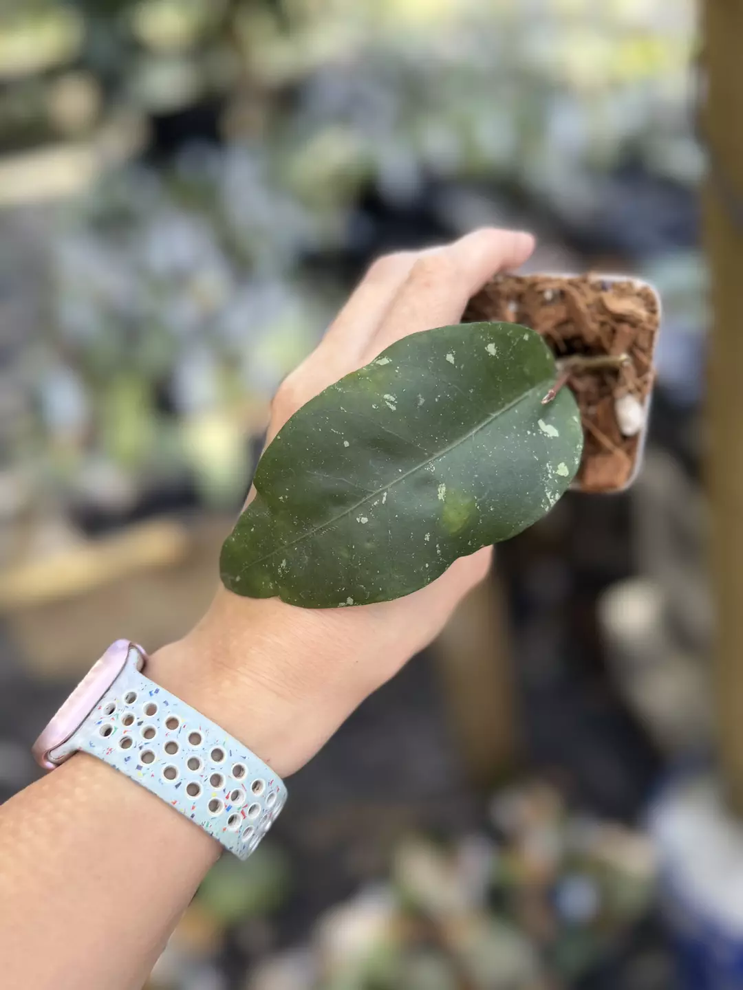 Hoya sp aceh thumbnail