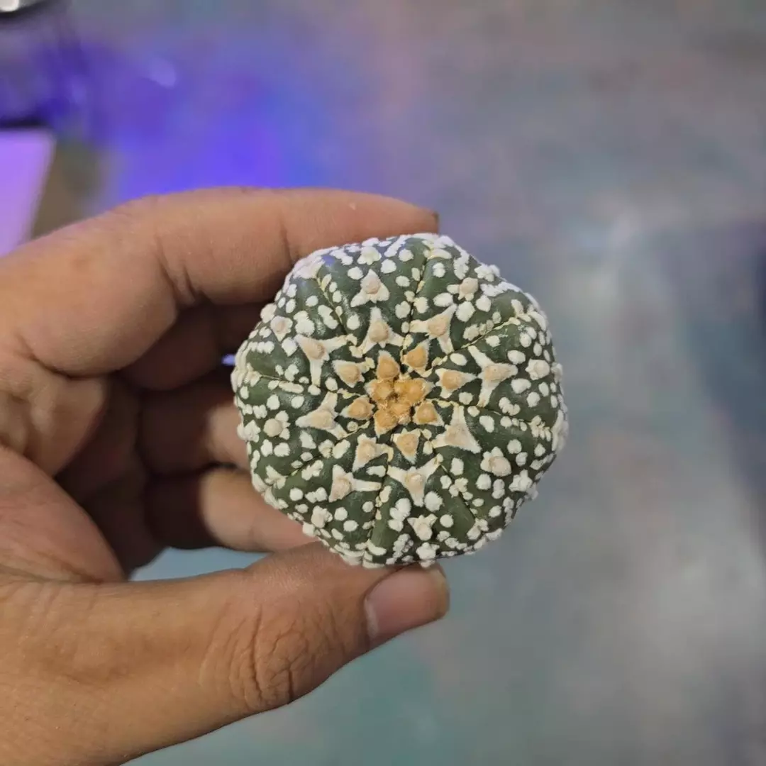 Astrophytum vtype 1.5 to 2in plant FRESHLY IMPORTED  thumbnail