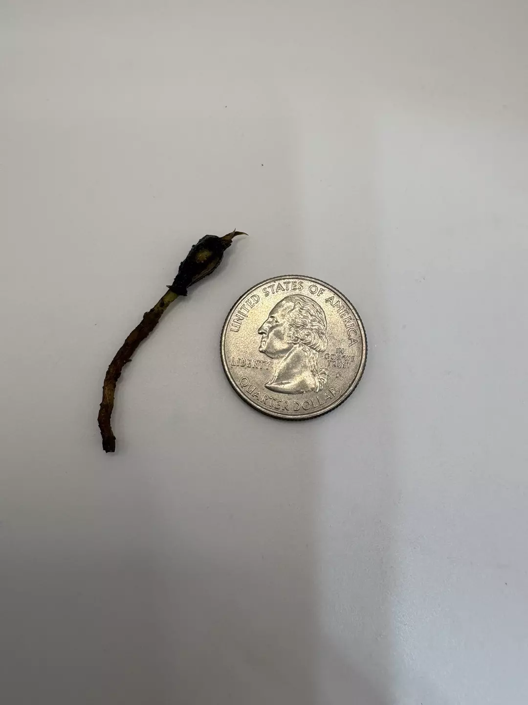 Alocasia Dragon Scale Albo *CORM* thumbnail