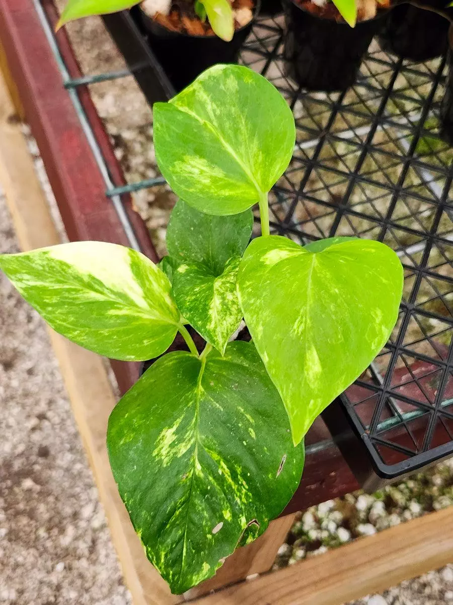 3in Marble Queen Pothos thumbnail