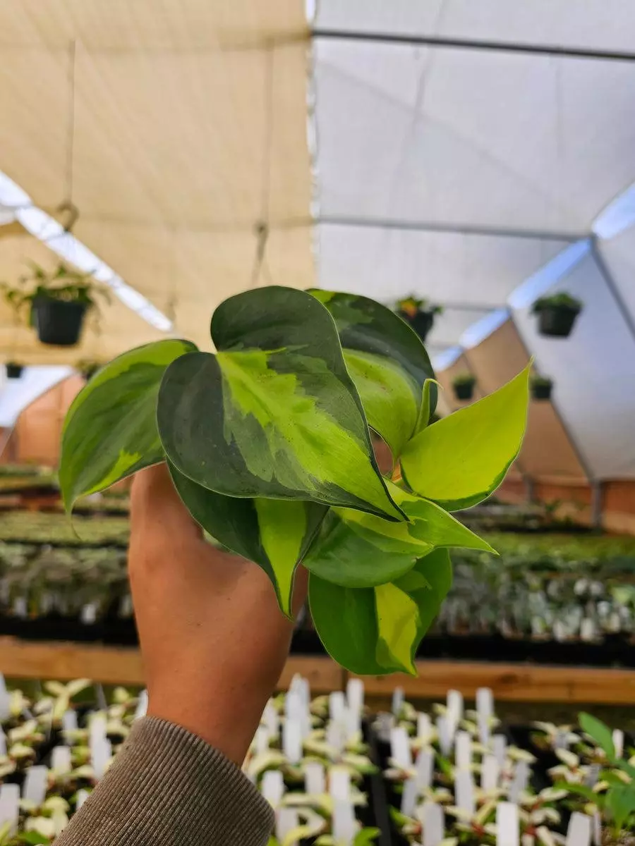 3in Philodendron Brazil thumbnail