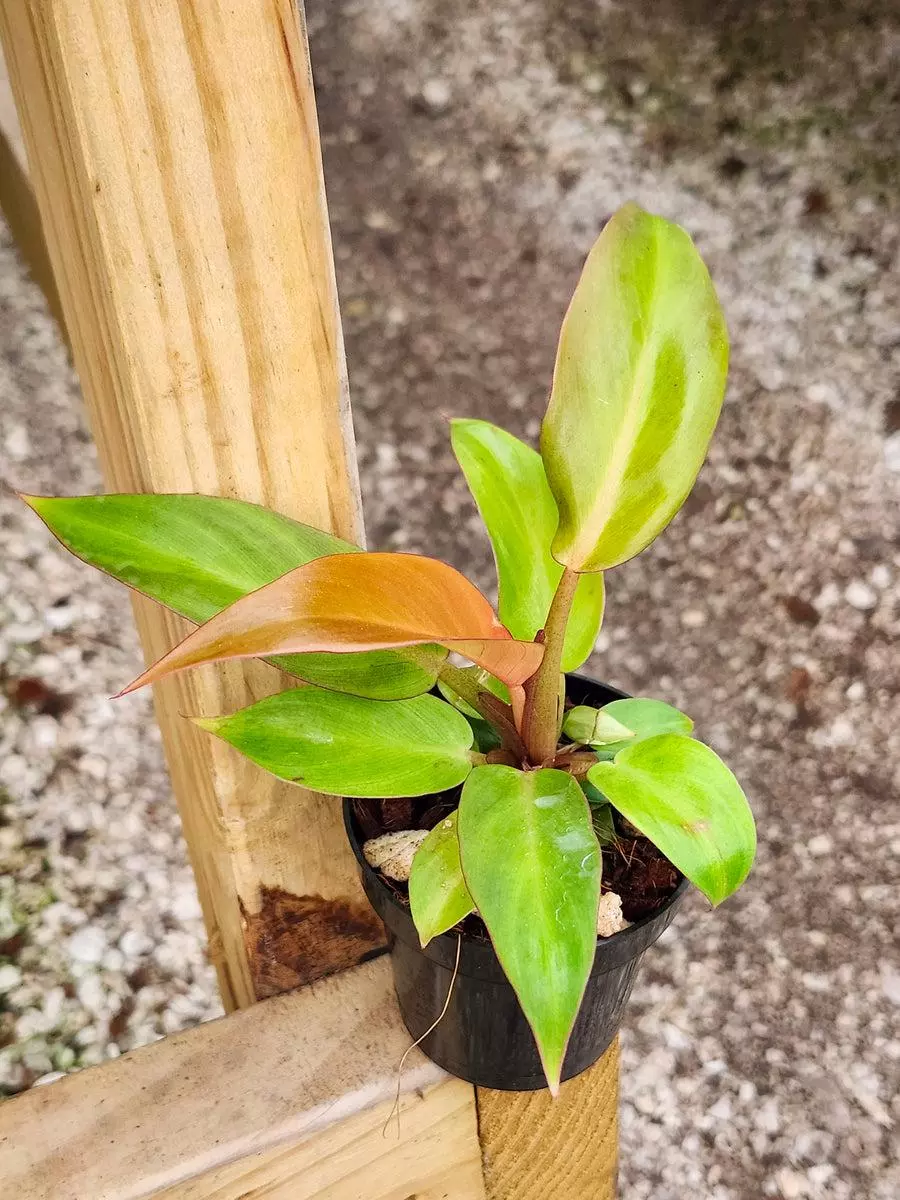 3in Philodendron Prince Of Orange thumbnail