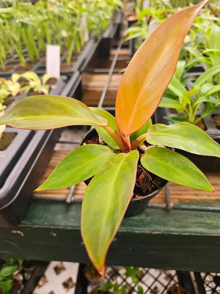 3in Philodendron Red Sun thumbnail