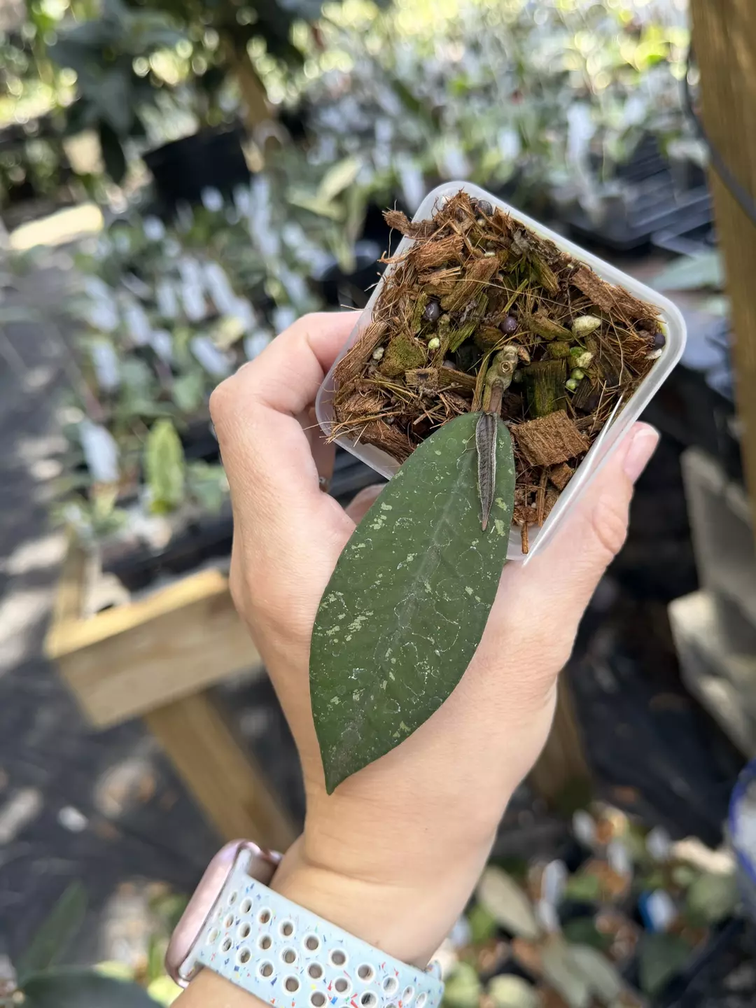 Hoya sp aceh gunung genting thumbnail