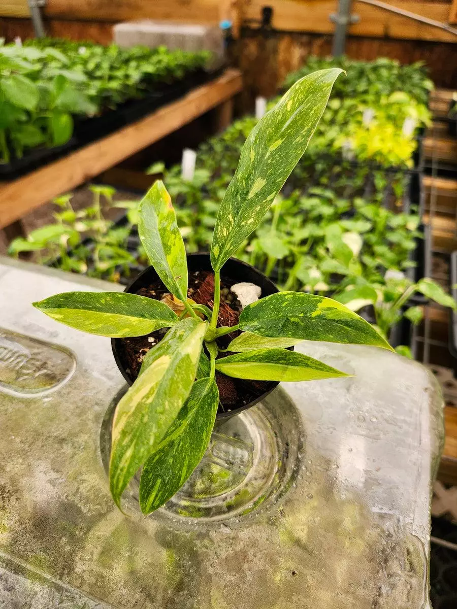 3in Philodendron Ring Of Fire thumbnail