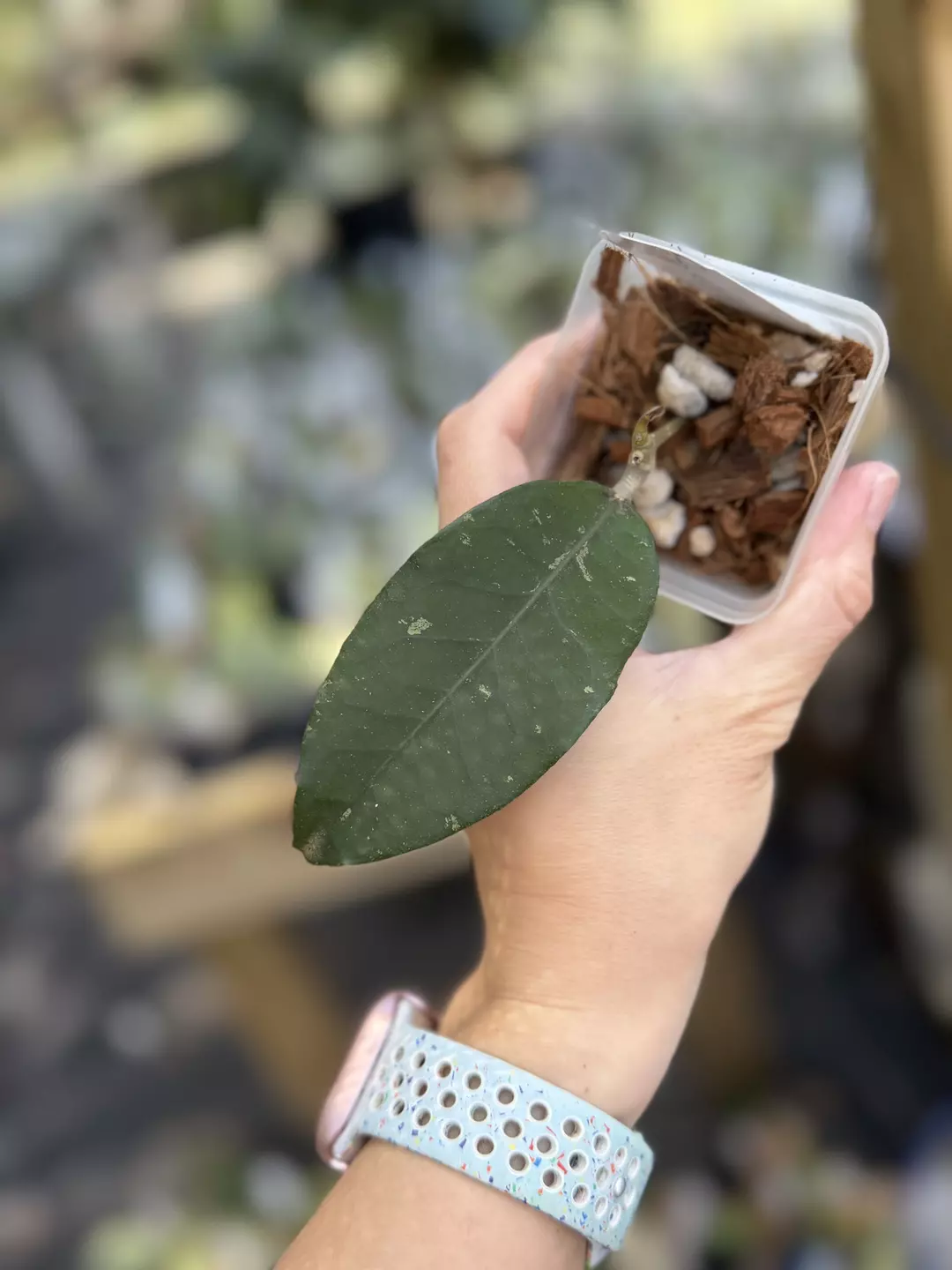 Hoya Sp Gayo Lues (pointed leaf, red midrib) thumbnail