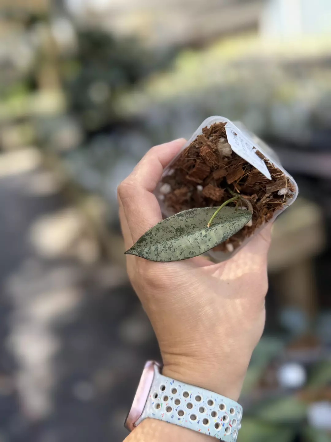 Hoya 'Argentella Luna' (H. Kentiana X H. Lamingtoniae (PNG/Papua)) thumbnail