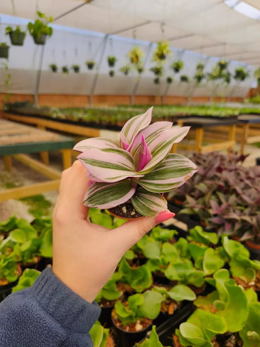 2in Tradescantia Nanouk thumbnail