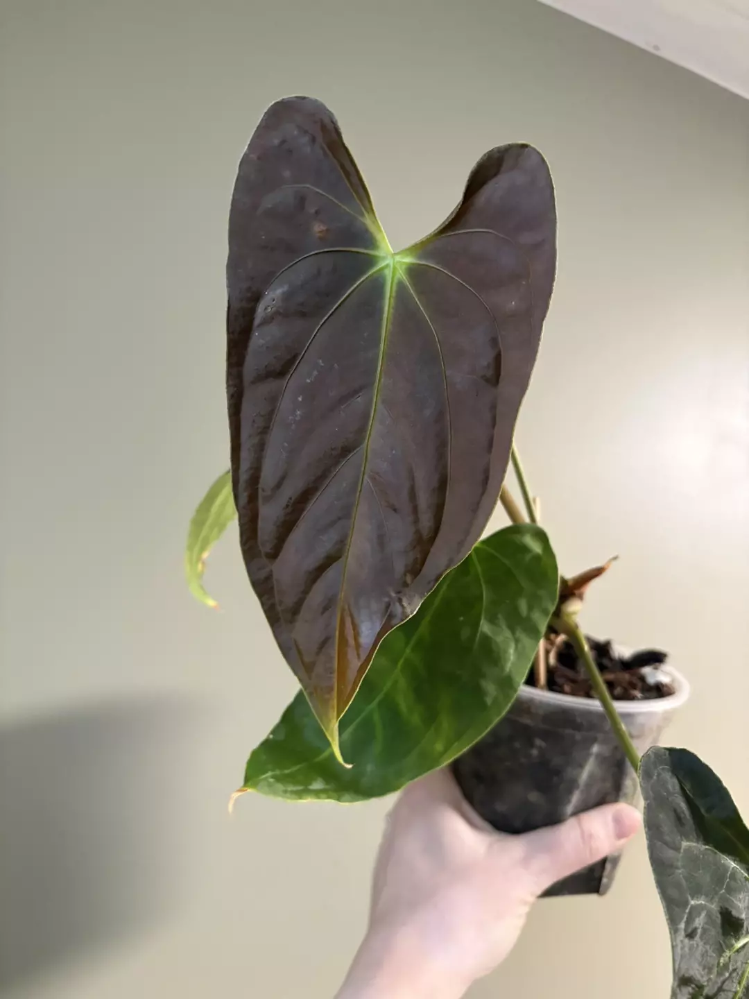 Anthurium Dark Phoenix x Pap RLFS thumbnail
