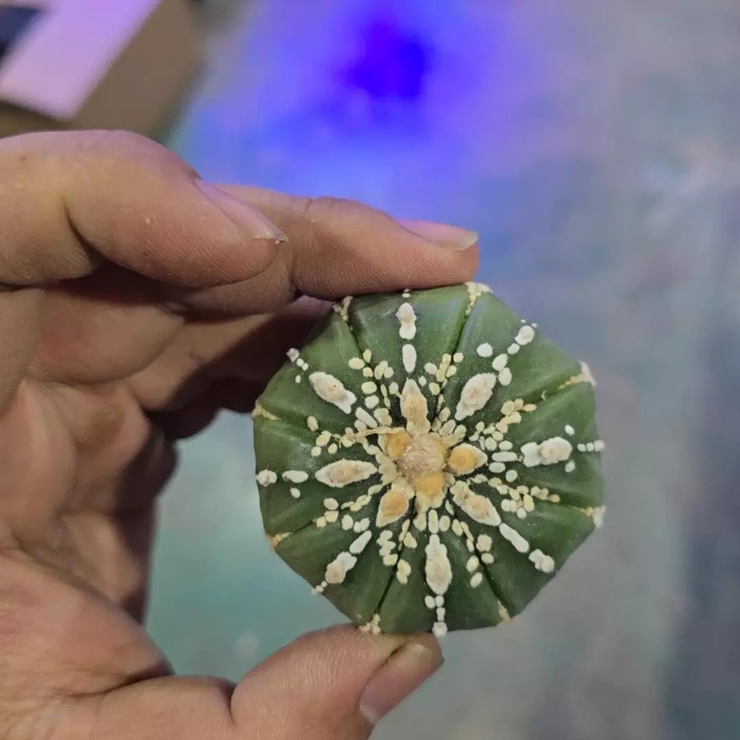 Astrophytum Vtype 1.5 to 2 in plant FRESHLY IMPORTED  thumbnail