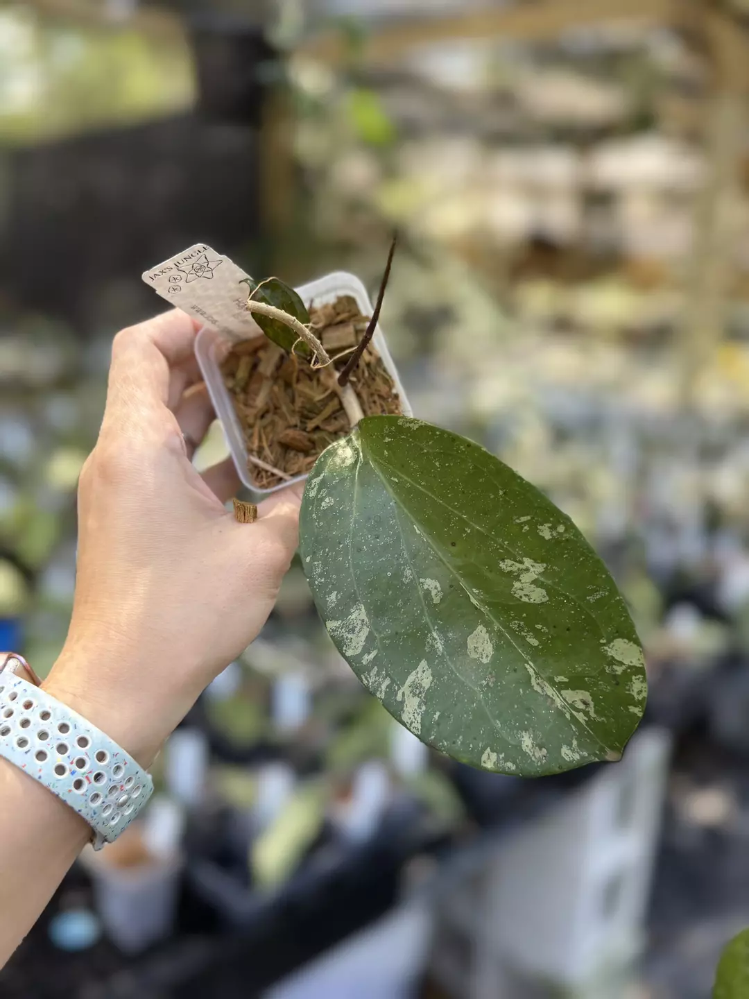 Hoya Michele splash thumbnail