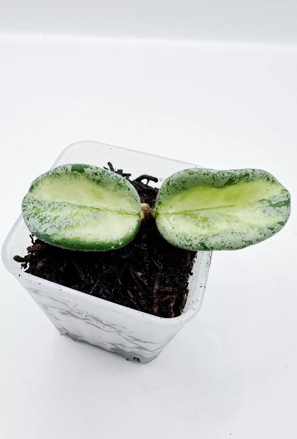 Hoya Mathilde Variegated Silver thumbnail