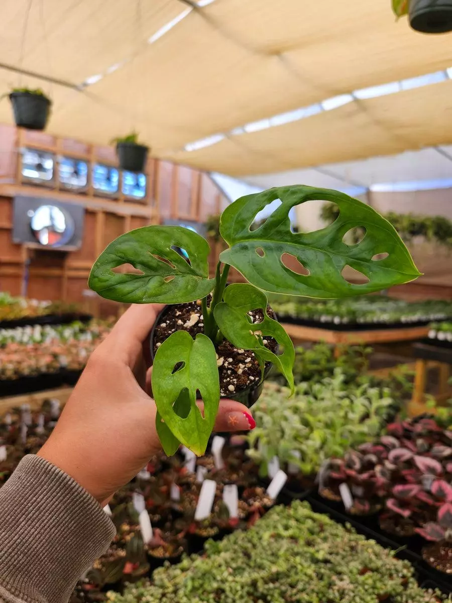 3in Monstera Adansonii thumbnail