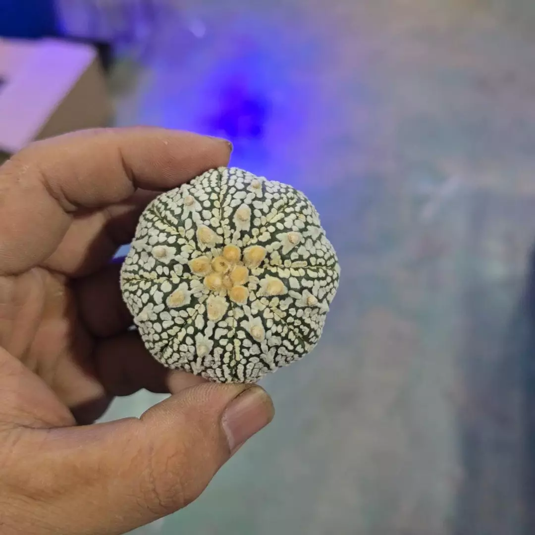 Astrophytum Vtype 1.5 to 2 in plant FRESHLY IMPORTED  thumbnail