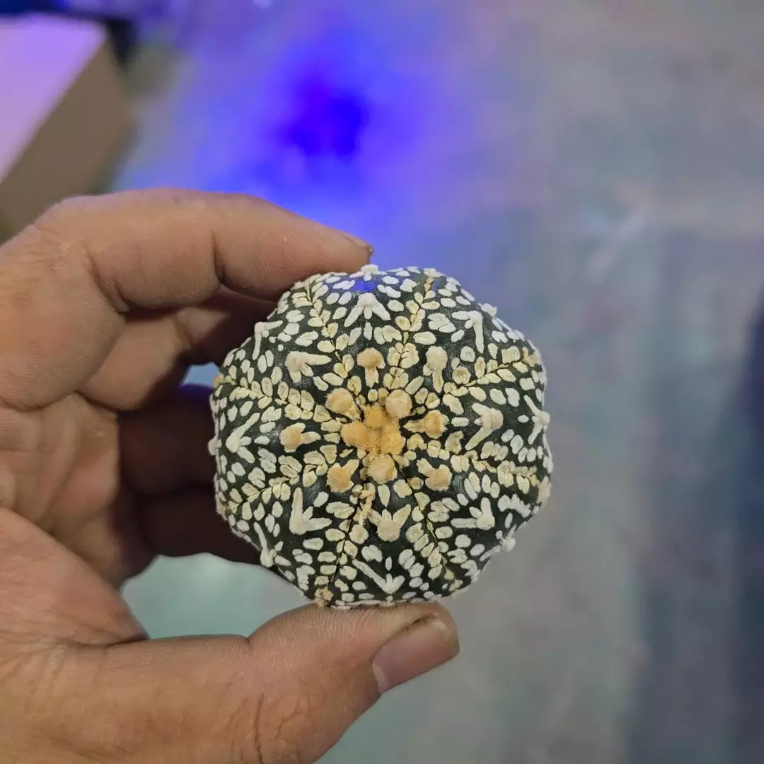 Astrophytum Vtype 1.5 to 2 in plant FRESHLY IMPORTED  thumbnail