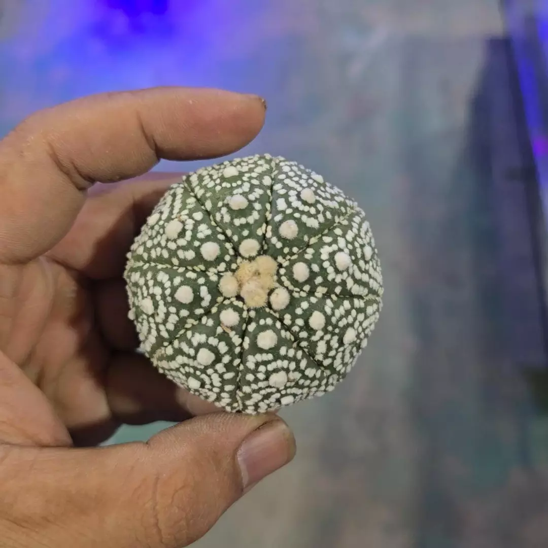 Astrophytum ISW 1.5 to 2 in plant FRESHLY IMPORTED  thumbnail