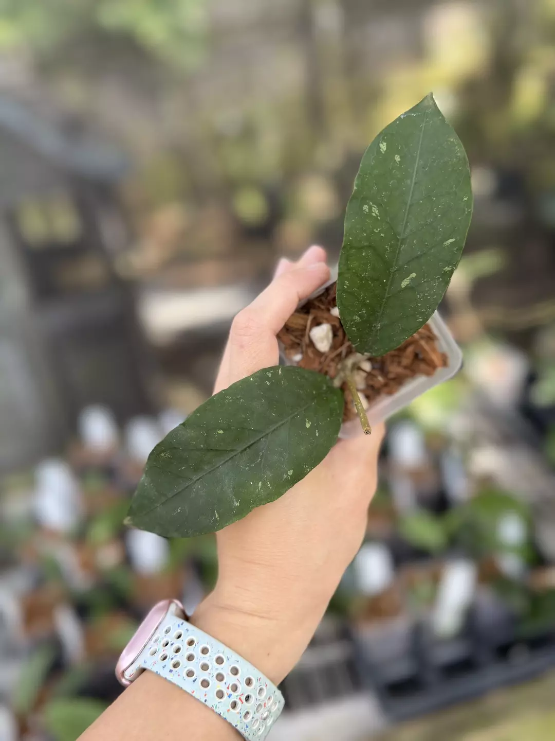 Hoya sp aceh thumbnail