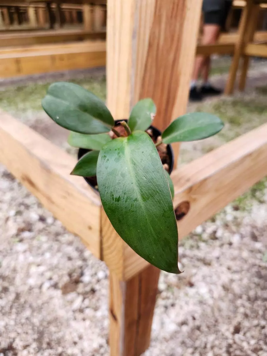 3in Philodendron Black Cardinal thumbnail