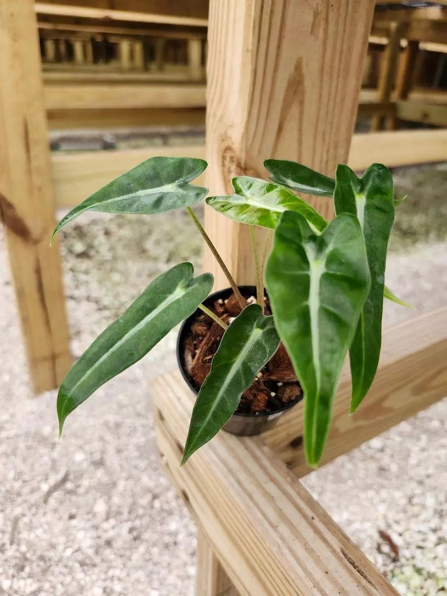 3in Alocasia Bambino Polly thumbnail