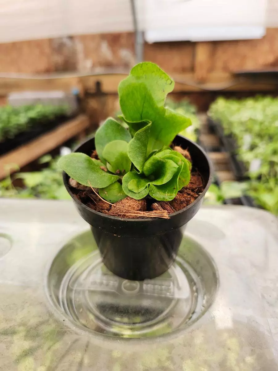 3in Elephant Staghorn Fern thumbnail