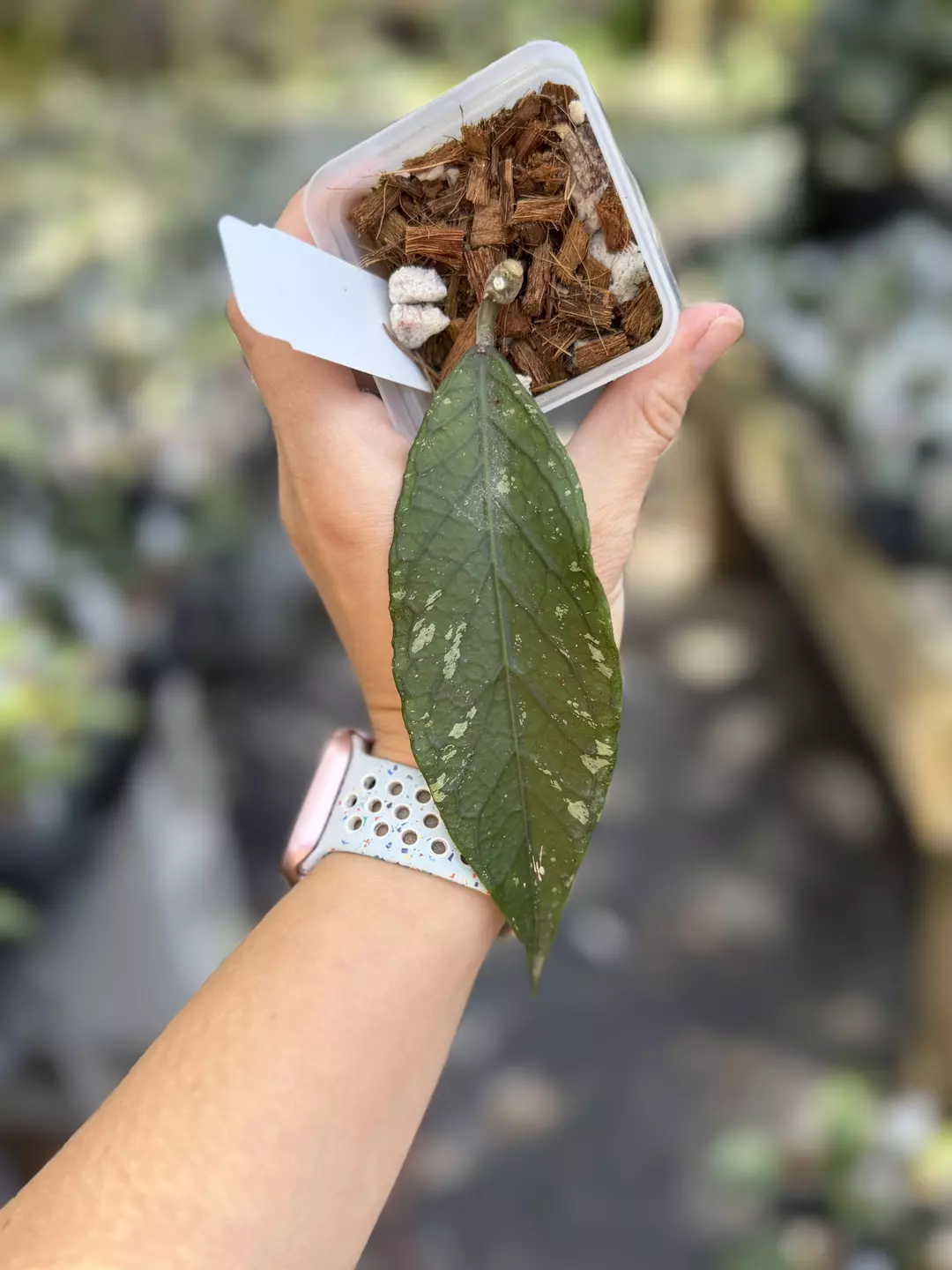 Hoya sp. Gumpang AA002 thumbnail