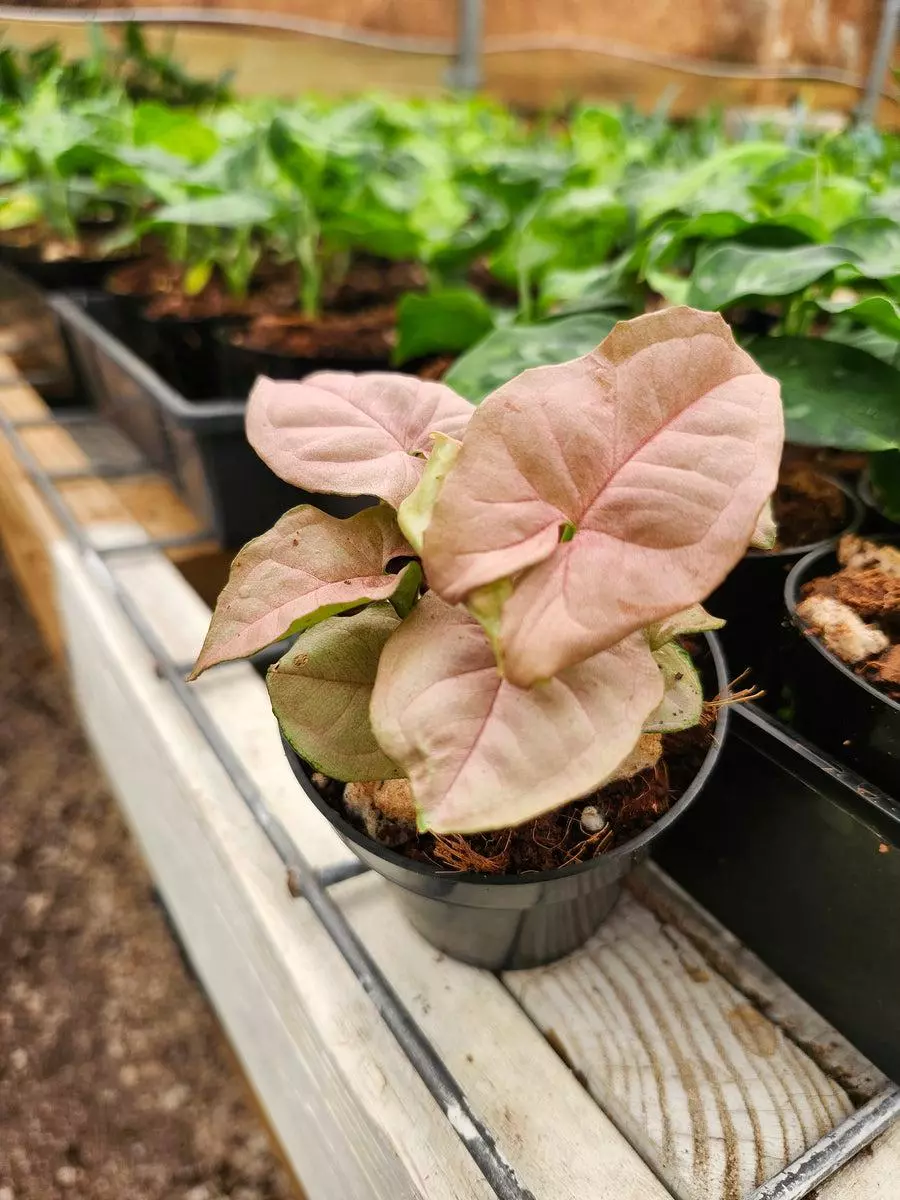 3in Syngonium Pink thumbnail