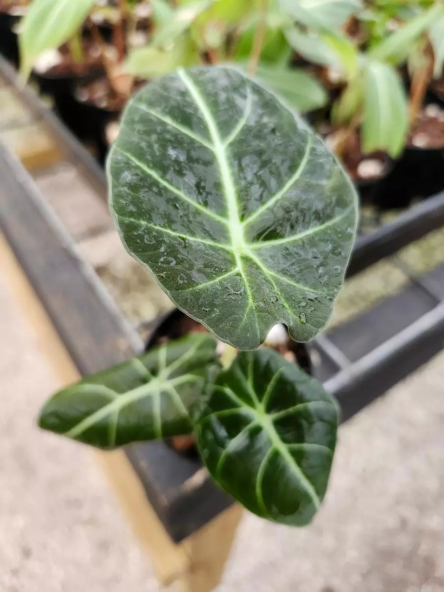 3in Alocasia Black Velvet thumbnail